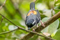 White-browed Shrike-babbler Pteruthius aeralatus schauenseei 