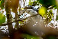White-browed Shrike-babbler Pteruthius aeralatus schauenseei 