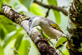 White-browed Shrike-babbler Pteruthius aeralatus aeralatus