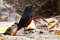 White-capped Redstart Phoenicurus leucocephalus