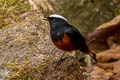 White-capped Redstart Phoenicurus leucocephalus