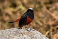 White-capped Redstart Phoenicurus leucocephalus