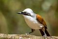 White-crested Laughingthrush Garrulax leucolophus diardi