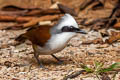 White-crested Laughingthrush Garrulax leucolophus diardi