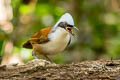 White-crested Laughingthrush Garrulax leucolophus diardi