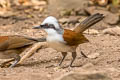 White-crested Laughingthrush Garrulax leucolophus diardi