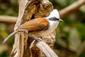 White-crested Laughingthrush Garrulax leucolophus diardi