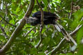 White-crowned Hornbill Berenicornis comatus