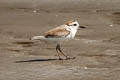 White-faced Plover Charadrius dealbatus (Swinhoe's Plover)