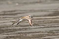 White-faced Plover Charadrius dealbatus (Swinhoe's Plover)