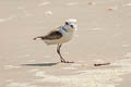 White-faced Plover Charadrius dealbatus (Swinhoe's Plover)