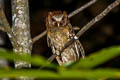 White-fronted Scops Owl Otus sagittatus