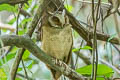 White-fronted Scops Owl Otus sagittatus