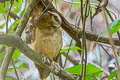 White-fronted Scops Owl Otus sagittatus