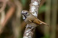 White-gorgeted Flycatcher Anthipes monileger leucops