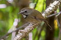 White-gorgeted Flycatcher Anthipes monileger leucops