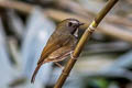 White-gorgeted Flycatcher Anthipes monileger leucops