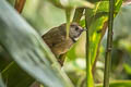 White-gorgeted Flycatcher Anthipes monileger leucops