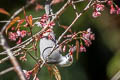 White-headed Bulbul Hypsipetes thompsoni