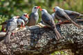 White-headed Bulbul Hypsipetes thompsoni