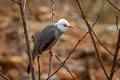 White-headed Bulbul Hypsipetes thompsoni