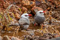 White-headed Bulbul Hypsipetes thompsoni