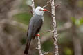 White-headed Bulbul Hypsipetes thompsoni