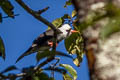 White-headed Bulbul Hypsipetes thompsoni