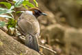 White-necked Laughingthrush Garrulax strepitans