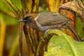 White-necked Laughingthrush Garrulax strepitans