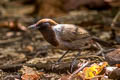 White-necked Laughingthrush Garrulax strepitans