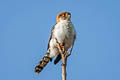 White-rumped Falcon Neohierax insignis cinereiceps