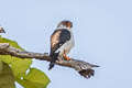White-rumped Falcon Neohierax insignis cinereiceps