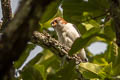 White-rumped Falcon Neohierax insignis cinereiceps