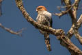 White-rumped Falcon Neohierax insignis cinereiceps