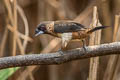 White-rumped Munia Lonchura striata acuticauda