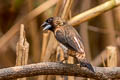 White-rumped Munia Lonchura striata acuticauda