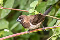 White-rumped Munia Lonchura striata subsquamicollis