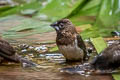 White-rumped Munia Lonchura striata subsquamicollis