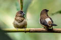 White-rumped Munia Lonchura striata subsquamicollis