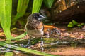 White-rumped Munia Lonchura striata subsquamicollis