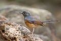 White-rumped Shama Copsychus malabaricus macrourus