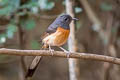 White-rumped Shama Copsychus malabaricus macrourus