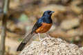 White-rumped Shama Copsychus malabaricus macrourus