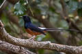 White-rumped Shama Copsychus malabaricus macrourus