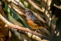 White-rumped Shama Copsychus malabaricus macrourus