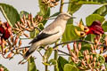 White-shouldered Starling Sturnia sinensis