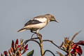 White-shouldered Starling Sturnia sinensis