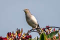 White-shouldered Starling Sturnia sinensis