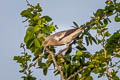 White-shouldered Starling Sturnia sinensis